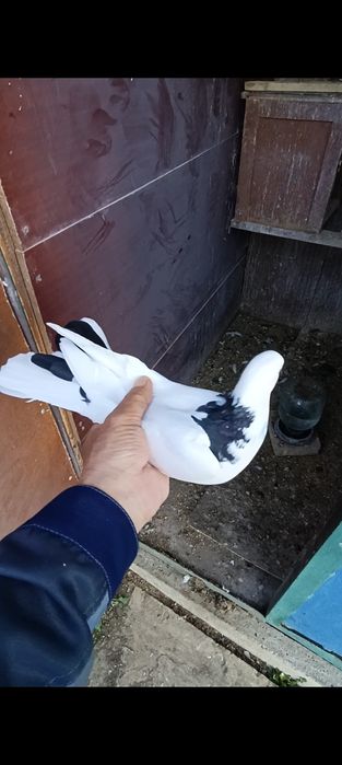 Голуби голуби голуби