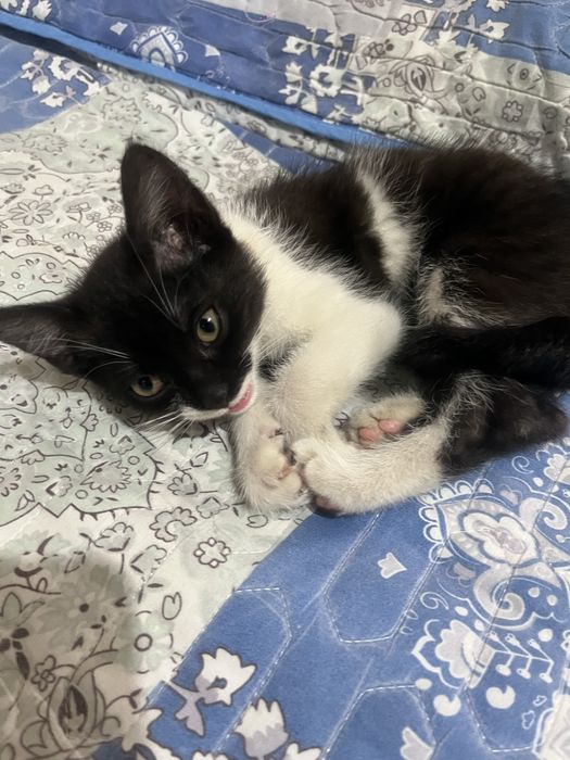Котенок в ответственные руки