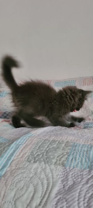 Отдам красивого котёнка