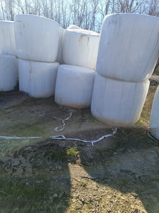 Baloți lucernă infoliată