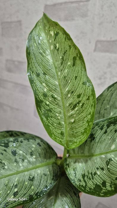 Диффенбахия Memoria Corsii