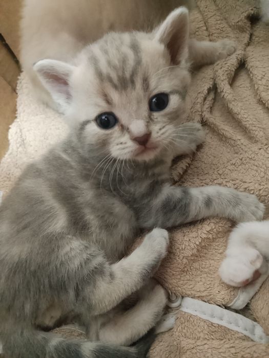 Продаются очаровательные котята.