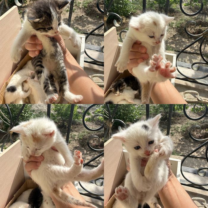 Котенки в добрые руки