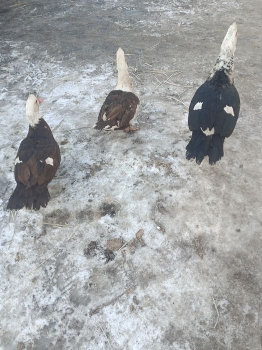 Продам индокток.