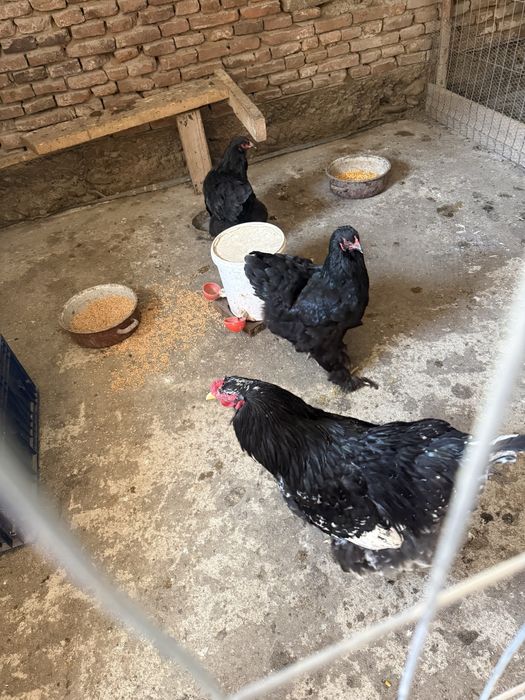 Oua pentru incubat brahma negru