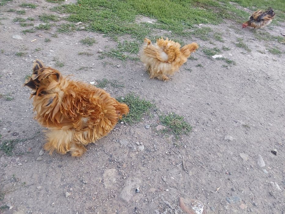 Сибрайт и кучерявые