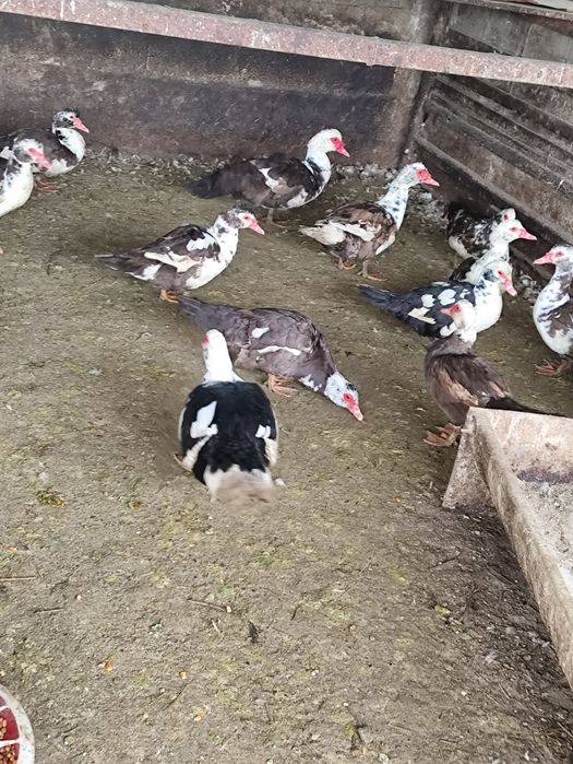 Продам индоуток мускусные