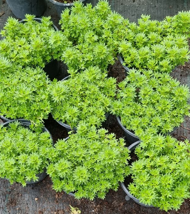 Саксифрага Бяла и Червена 
Saxifraga x arendsii pixi pan red.