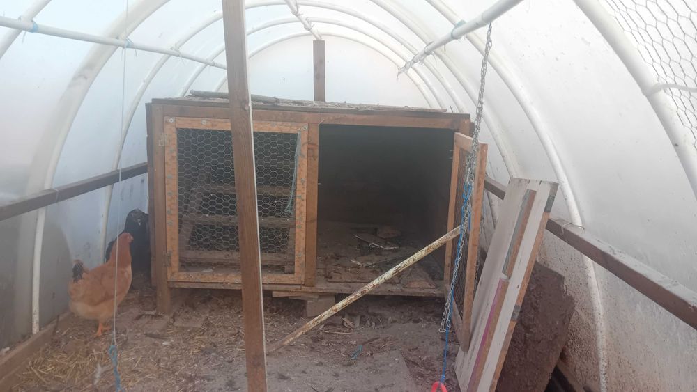 Vând/schimb prepelițe cocoși cotețe