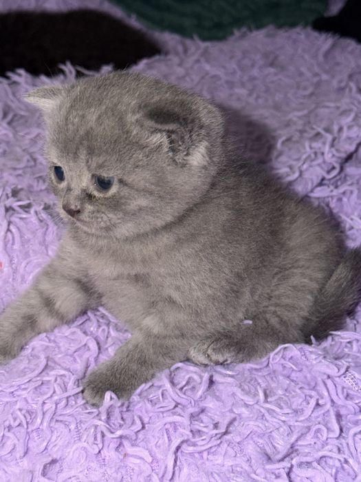 Шотланские котятя
