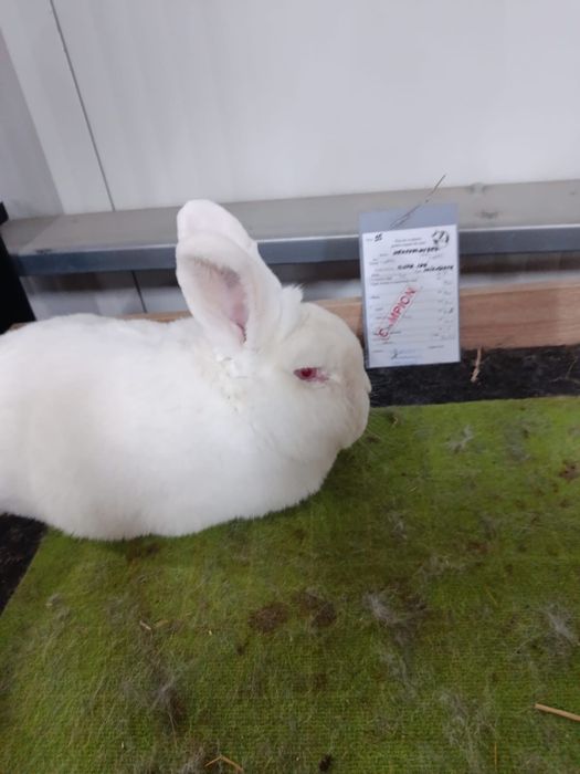 Neozeelandez alb masculi si femele