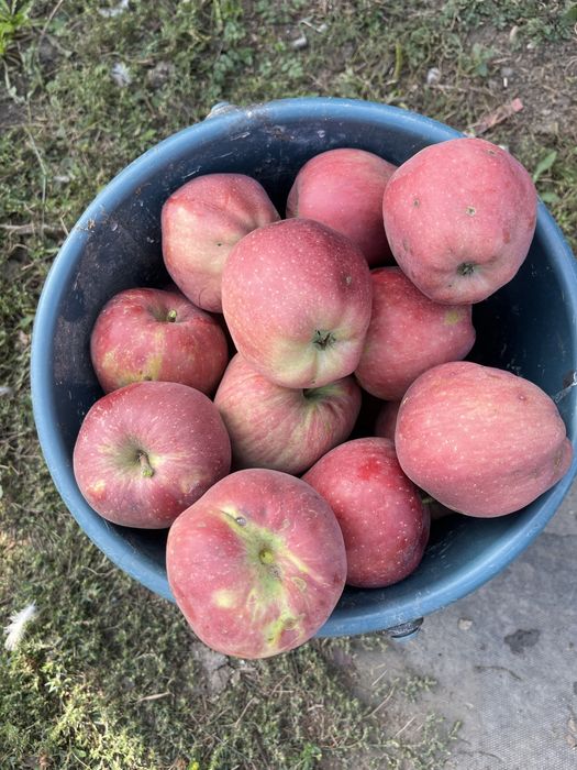 Mere botul iepurelui