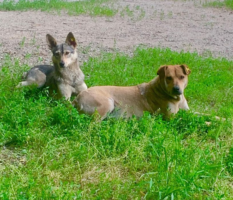 Пристраиваются 2 собачки -девочка и мальчик.