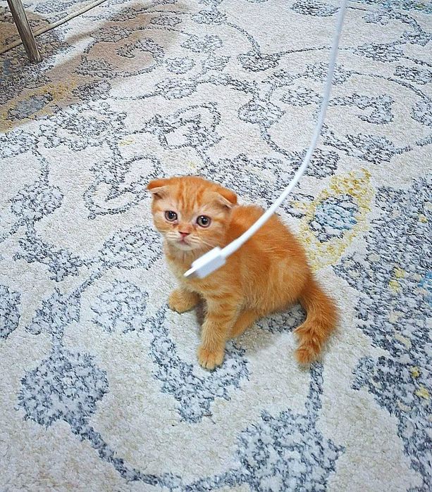 Вислоухая вислоухи(й)(е) котёнок кошк(а)(и) шотландски(е)(й) шотлан