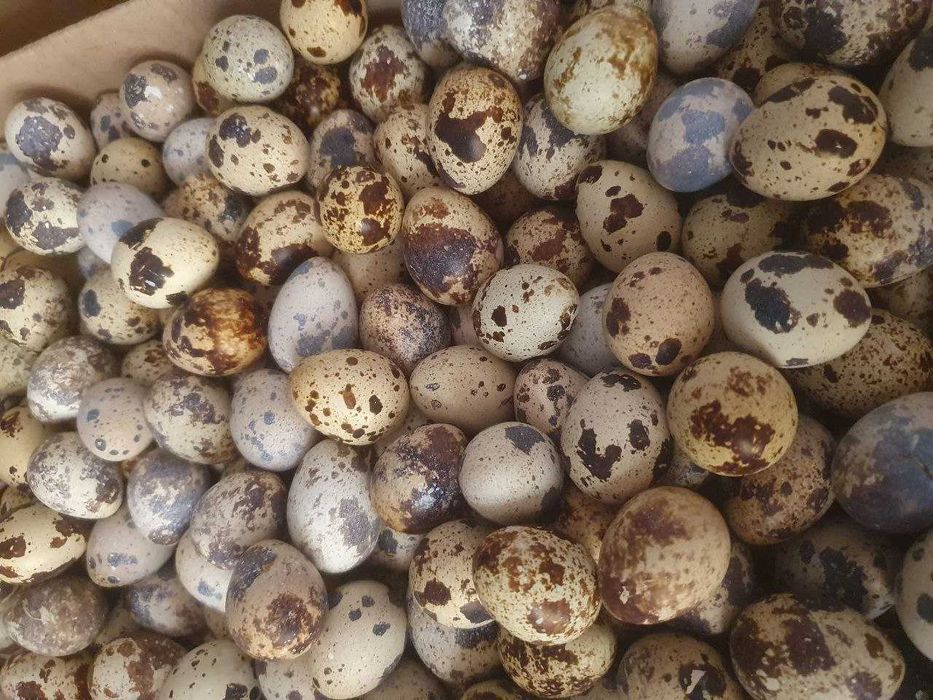 Qora tovuq, Adler tovuq va Qora Uxayl tovuq tuxumlari sotiladi.