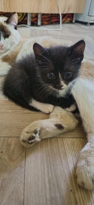 Отдам котят 1,5 мес.