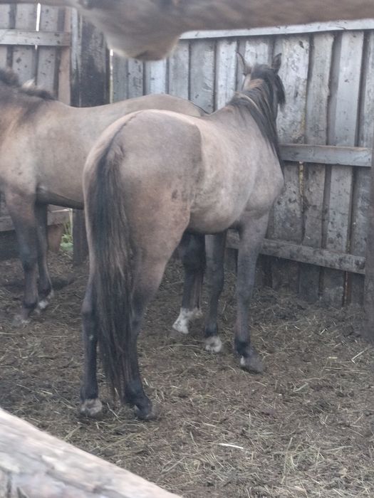 Продам айгыр и два тай