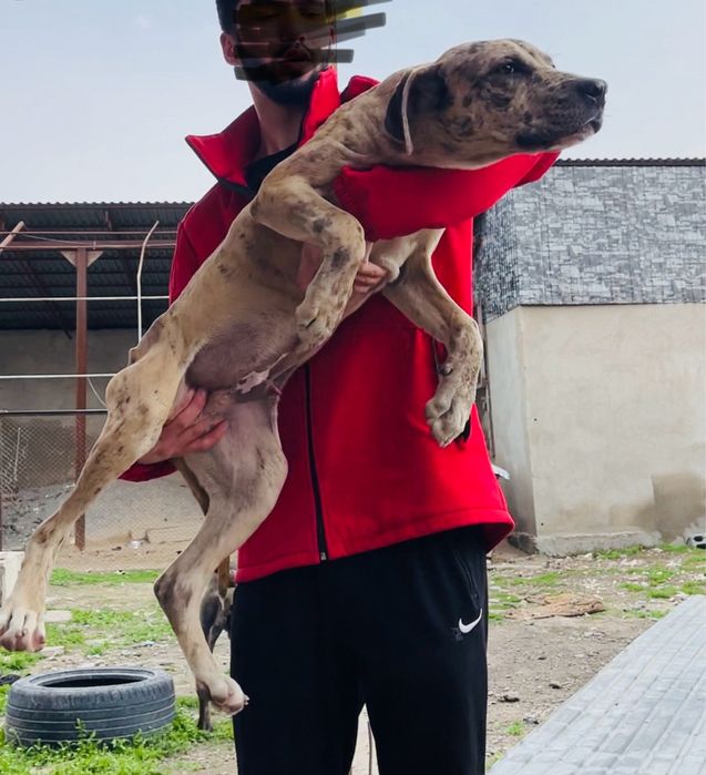 Щенок питбультерьера великан