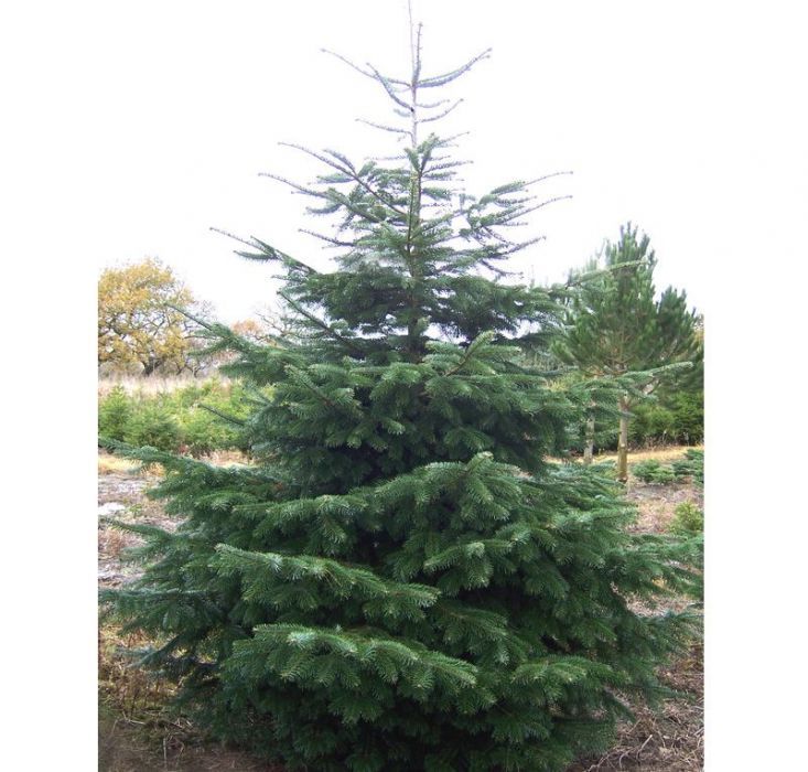 Tuia, mesteacan, tei, brazi verzi si argintii, pepiniera de plante