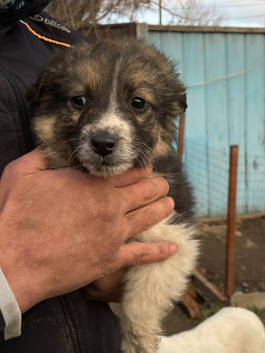 Дворянских кровей щеночки