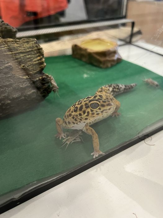 Леопардов гекон - мъжки