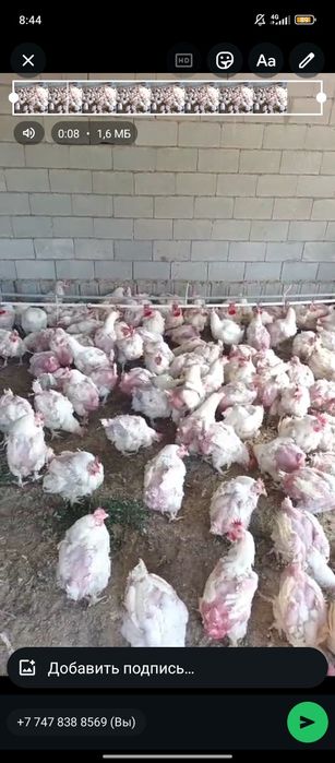 Продам бролерные кур