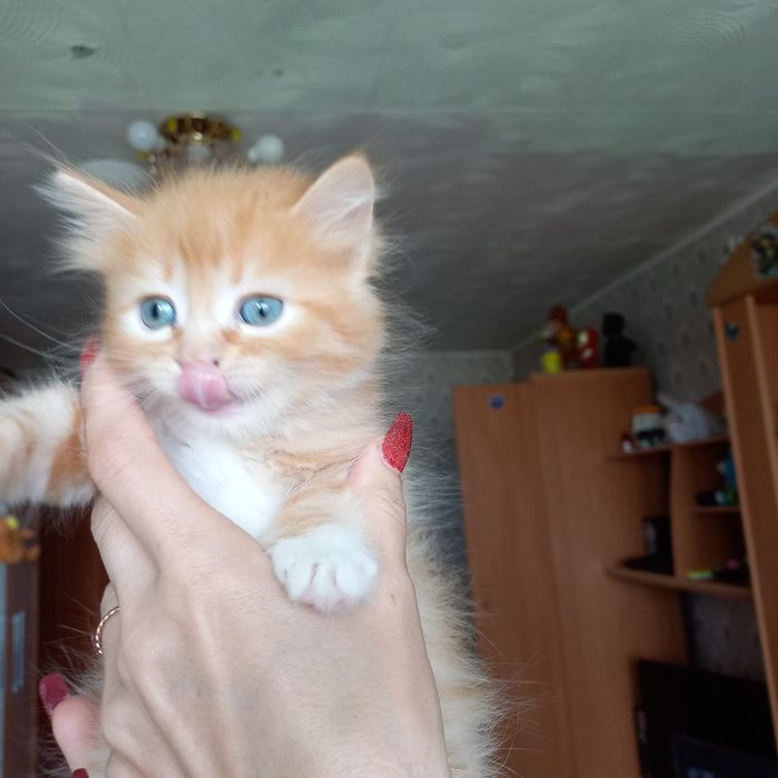 Отдам в добрые руки