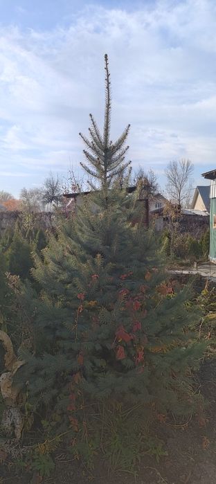 Ель голубая высота 2 метра