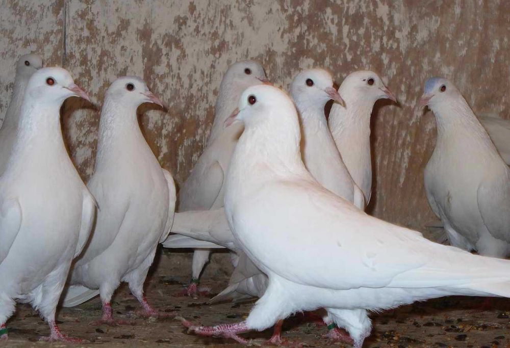 Продаются голуби