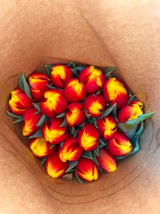 Тюльпаны голландские