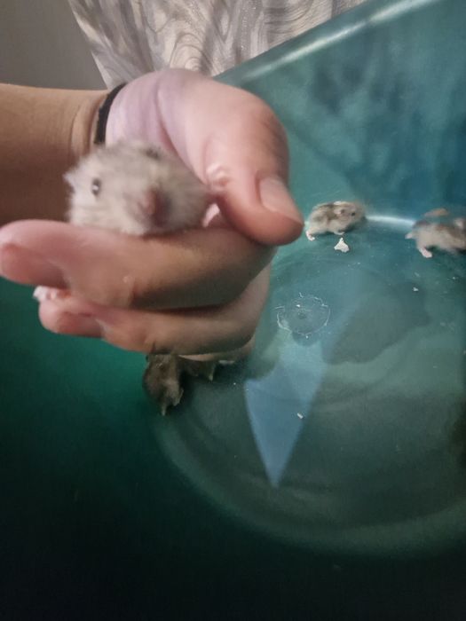 Хомячата Джунгарики