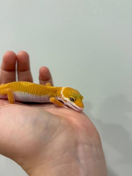 Эублефары разных морф