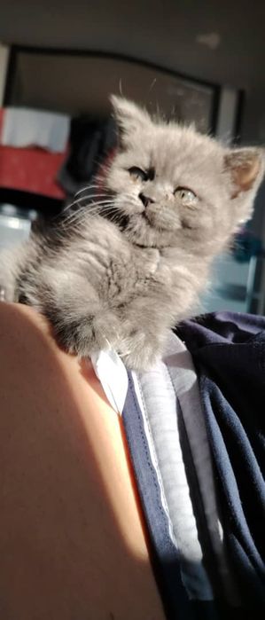 Продаётся сладкая британка