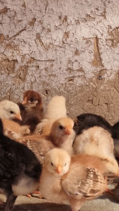 Хонаки жужалар! ДОМАШНЫЕ ЦЫПЛЯТА