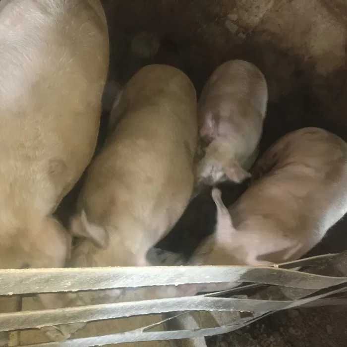 Продам свиней на мясо.