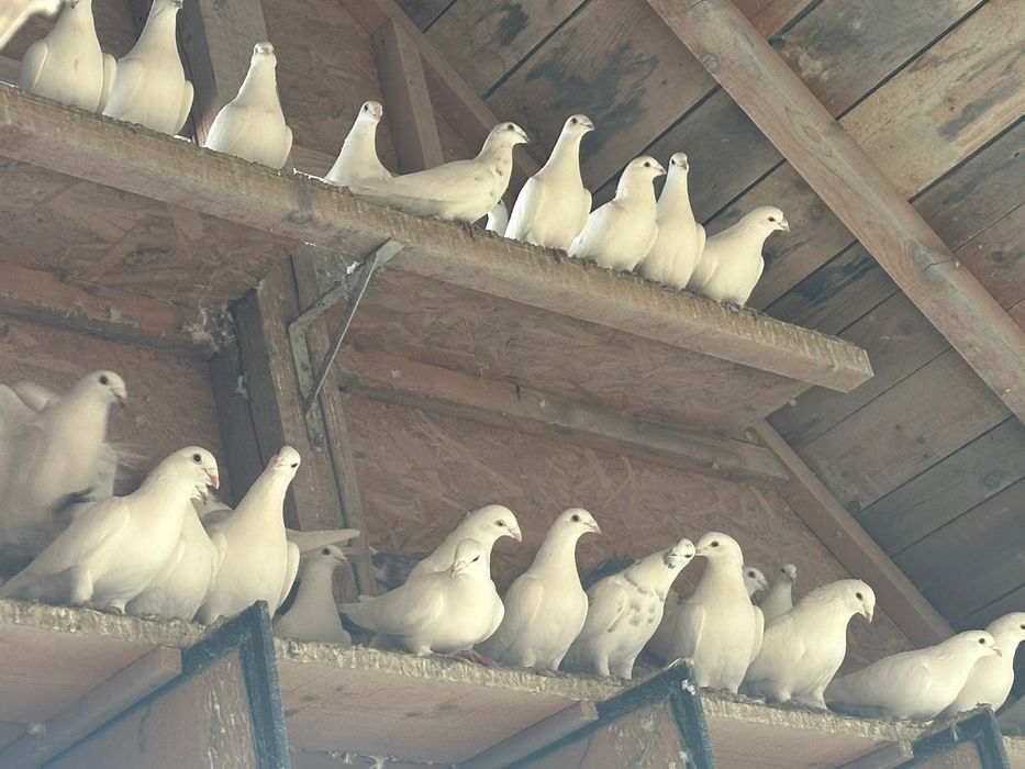 Pui tineri și batrani