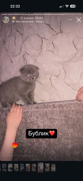 Отдам кота в добрые руки