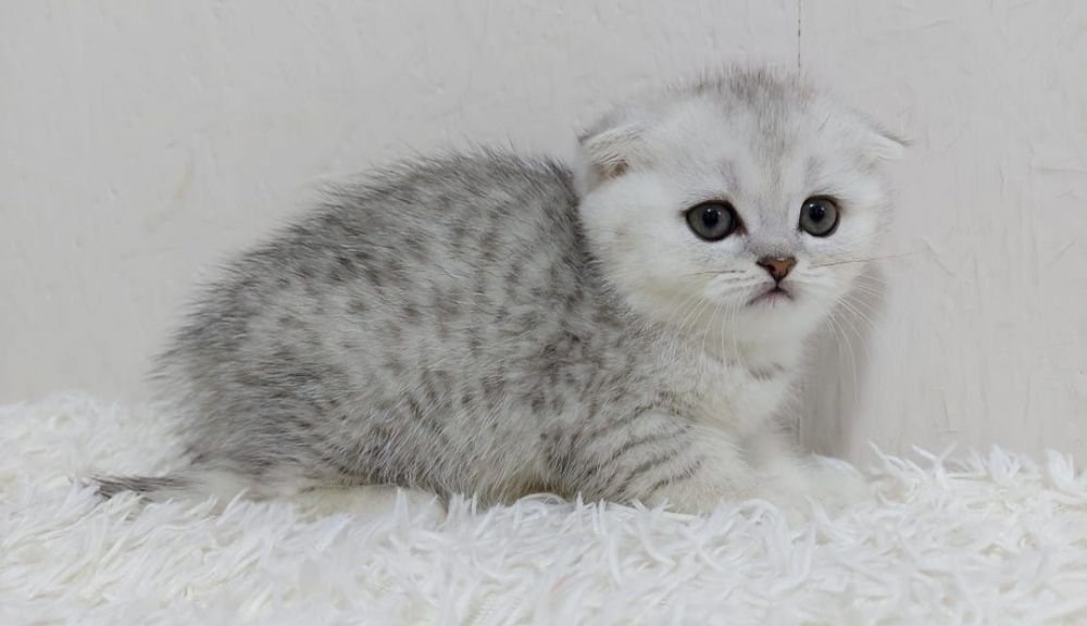 ШоТлаНдские КотЯта висЛоуХие и ПрямоУхие