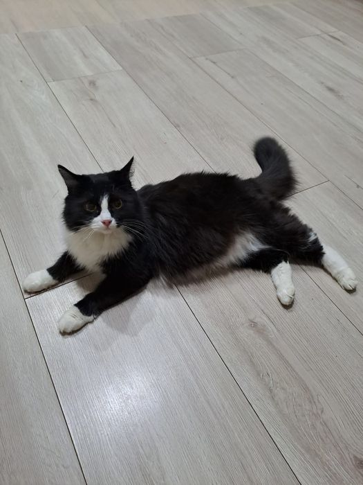 Отдам кошку в хорошие руки