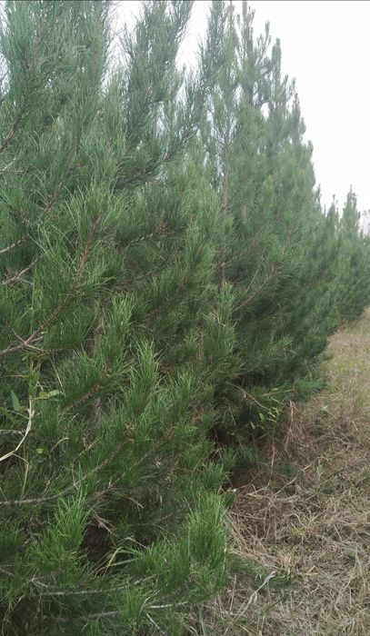 Sasna ko‘chati 4-5 yillik