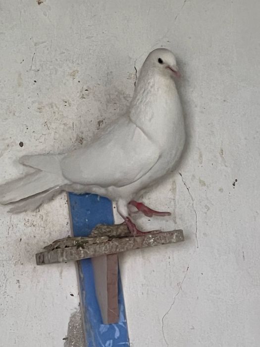 Иранские белые лётные крупные