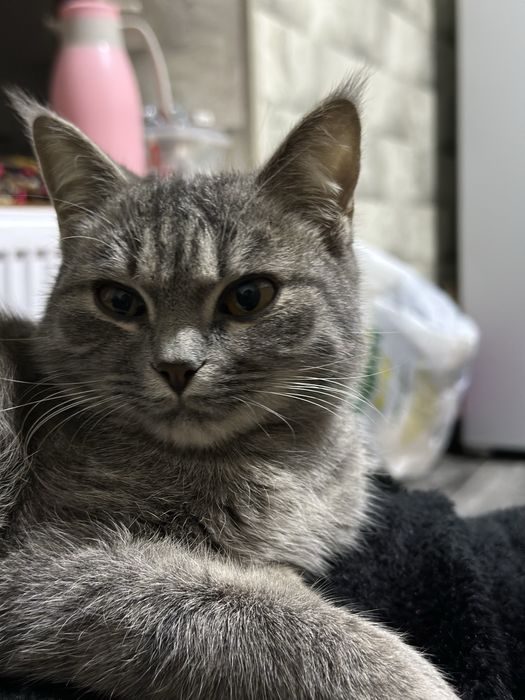 skotish fold sotiladi kelishamiz arzon qilib beriladi