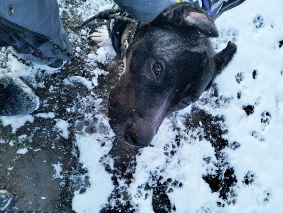 СРОЧНО! Кане-Корсо ТИГРОВЫЙ ГИГАНТ (60 см рост)