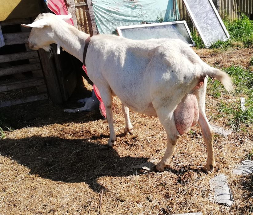 Vând capră și țap