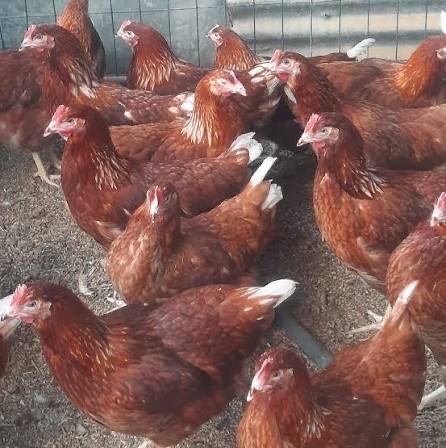 Vindem gaini de oua in toata tara