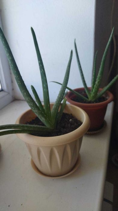 продам комнатные цветы