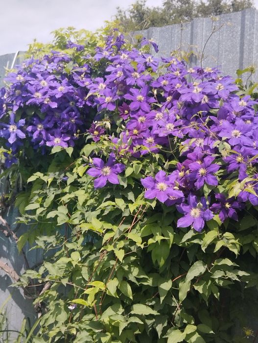Клематис Фиолетовый