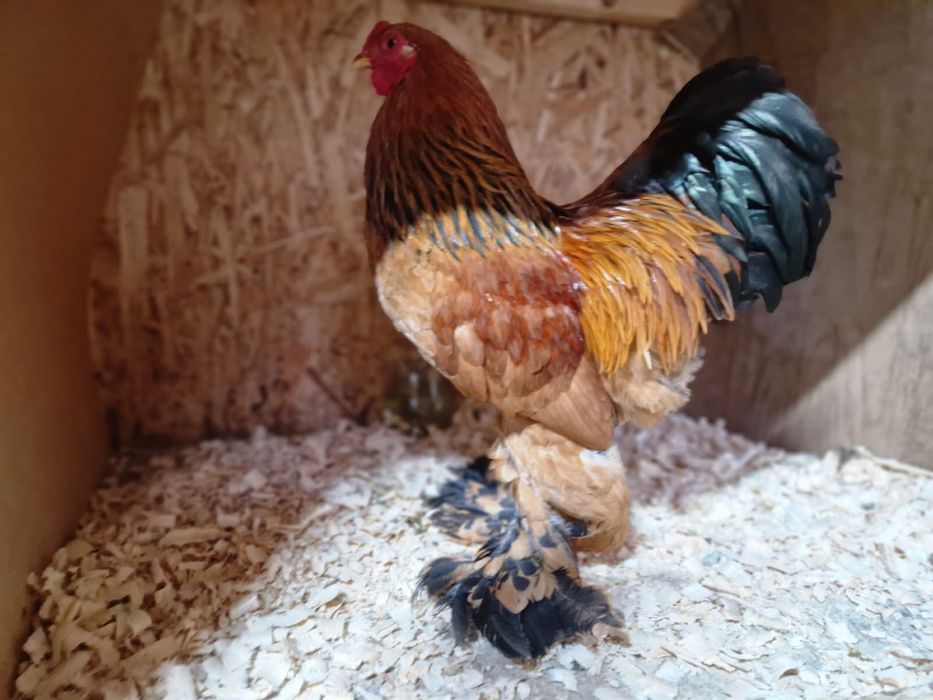 Brahma Pitic diferite varietati de culoare, de expozitie