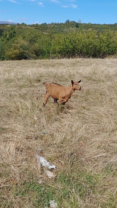 Vând sau schimb cu oi 2 țapi, 1 țapișor și 3 iede