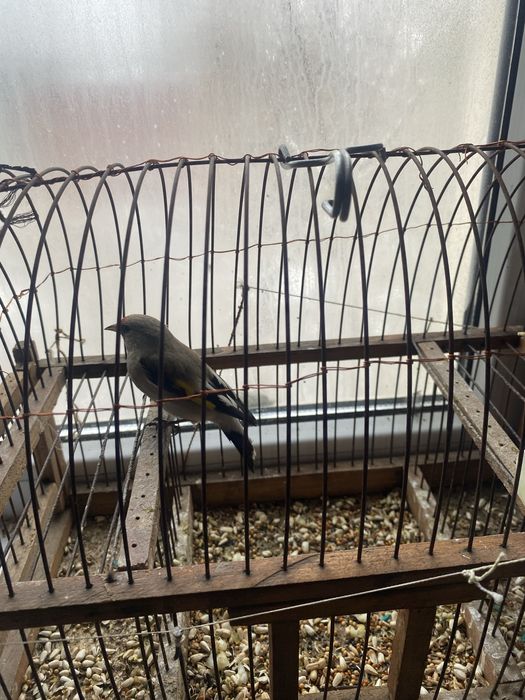 Сатылады 6 мың шымкент